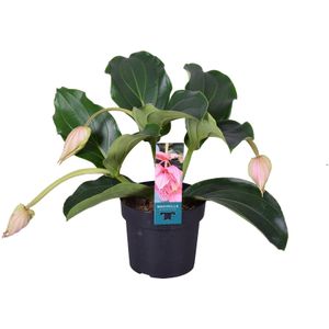 Medinilla Magnifica - Kamerplant - Pot 17cm - Hoogte 40-50cm Medinilla P17