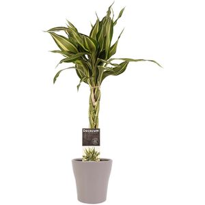 Decorum Dracaena Sandriana victory met Anna taupe