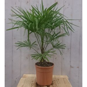 Warentuin Natuurlijk - Winterharde Palmboom stamhoogte 20 cm en hoogte 110 cm