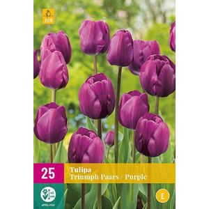 Jub Holland - bloembollen - Tulpen Triumph paars - maat 11/12 - 25 stuks