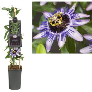 3 stuks - Van der Starre - Klimplant Passiflora Damsel s Delight 75 cm