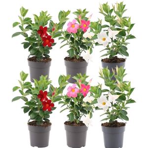 Plants by Frank | Set van 6 Mandevilla mix planten|2 x wit & 2 x rood & 2 x roze|6 x Ø12 cm ↕25 cm