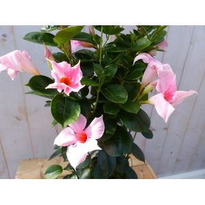 Warentuin Natuurlijk - Dipladenia Mandevilla Sundaville roze 90 cm