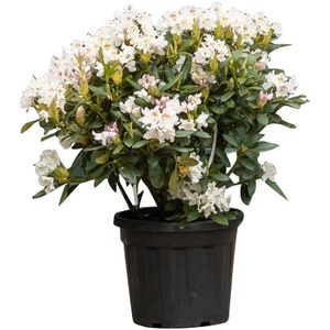 Warentuin Natuurlijk - 2 stuks! Rhododendron Cunninghams Wit Rhododendron Cunningham s Wit 65 cm