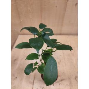 Warentuin Natuurlijk - Bonsai Ficus Klein kamerplant