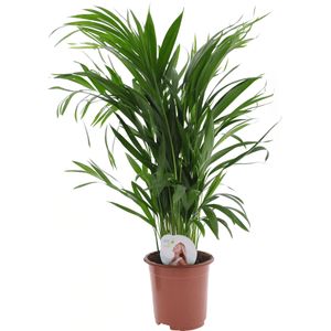 Dypsis Lutescens - Areca - Goudpalm - Kamerplant - Pot 17cm - Hoogte 60-70cm Areca P17