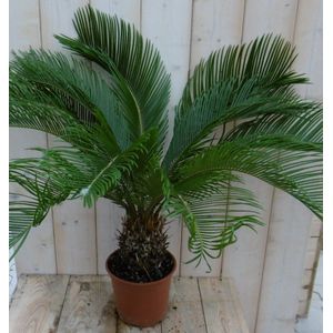Warentuin Natuurlijk - Kamerplant Palmvaren Vredespalm Cycas 70 cm