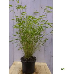Warentuin Natuurlijk - Bamboe niet woekerend 120 cm
