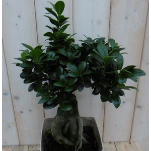 Warentuin Natuurlijk - Kamerplant Bonsai Ficus Microcarpa 50 cm