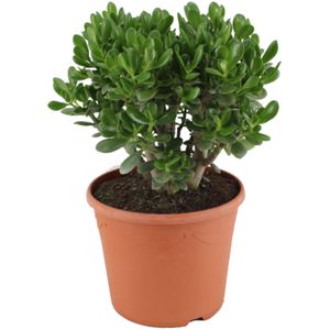 Crassula ovata 'Minor' XL - Kamerplant - Vetplant - ⌀ 30 cm - Hoogte 60-65 cm Crassula Ovata P30