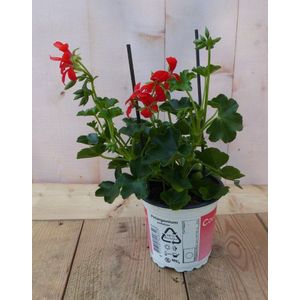 Warentuin Natuurlijk - 3 stuks! Oostenrijkse geranium hangplant rood