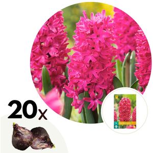 Hyacinthus Jan Bos - Set van 20 - Hyacint - Winterharde bloembollen