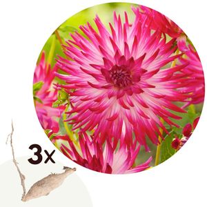 Dahlia'Dutch Explosion'- Set van 3 - Dahliaknollen - Zomerbloeiers - Roze