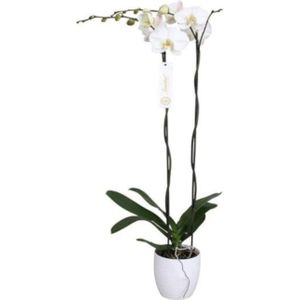 Phalaenopsis Tsarine -Nr15 2-takt Wit keramiek