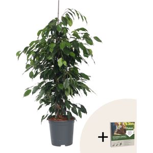 Treurvijg - Ficus benjamina'Danielle'- Hoogte 100-110cm -⌀21cm