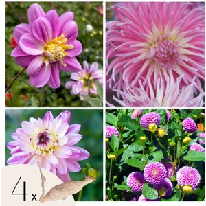 Dahliaknollen - Set van 4 - Dahlia'Pink Love'- Roze