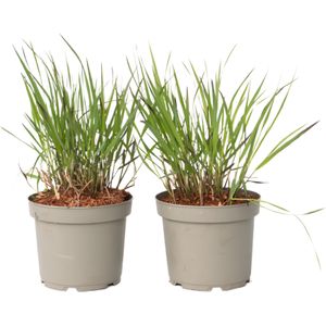 Vingergras - 2 stuks - Panicum Virgatum'Squaw'- Hoogte 40-60cm -⌀23cm