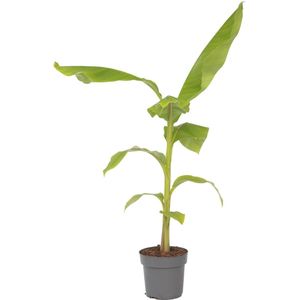 Plant in a Box - Musa Basjoo - Winterharde bananenplanten - Tuinbanaan - Pot 21cm - Hoogte 55-70cm