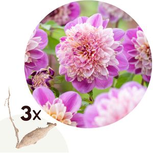 Dahlia'Take Off'- Set van 3 - Dahliaknollen - Zomerbloeiers - Roze/paars