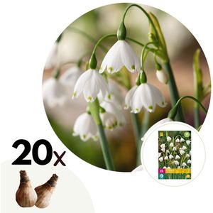 Zomerklokje - Set van 20 - Leucojum aestivum - Bloembollen - Wit