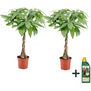 Geldboom met voeding - Set van 2 - Pachira aquatica - Hoogte 60-70cm -⌀17cm