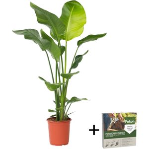 Paradijsvogelplant - Strelitzia nicolai - Hoogte 90-110cm -⌀21cm