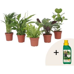 Luchtzuiverende kamerplanten - Set van 5 - Hoogte 25-40cm -⌀12cm