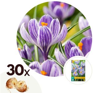 Krokusbollen - Set van 30 - Crocus'Pickwick'- Bloembollen - Paars