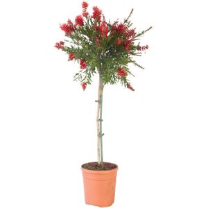 Callistemon Laevis - Planten - Groen - Wintergroen - Bijen- en Vlindervriendelijk