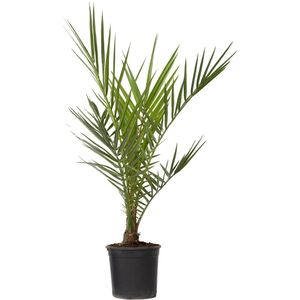 Canarische Dadelpalm - Phoenix canariensis - Hoogte 50-60cm -⌀15cm