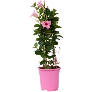 Dipladenia - Mandeville'Rio Hot Pink'- Hoogte 60-70cm -⌀17cm