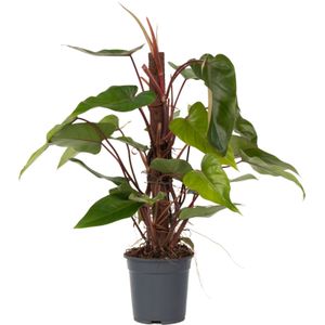 Philodendron - Philodendron Red Emerald Kratiste - Hoogte 70-80cm -⌀19cm
