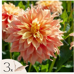 Dahliaknollen - Set van 3 - Dahlia'Tyrell'- Groen