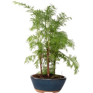 Watercipres - Bonsai'Metasequoia Forest'- Hoogte 20-30cm -⌀15cm