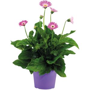 Gerbera garvinea - Paars - Hoogte 45-60cm -⌀19cm