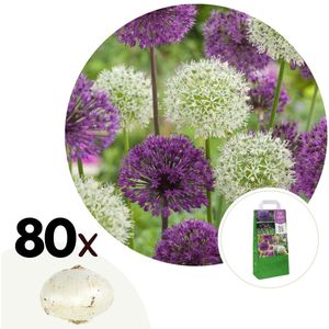 Alliumbollen - Set van 80 - Allium - Bloembollen