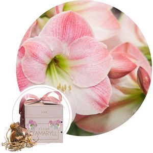 Amaryllis - Hippeastrum'Gift box'- Bloembol - Roze