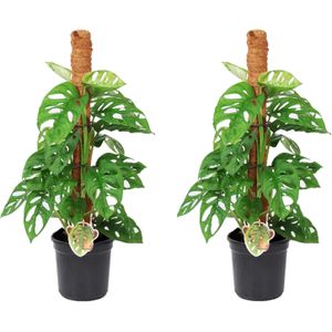 Gatenplant - Set van 2 - Monstera'Monkey Mask'- Hoogte 60-70cm -⌀16cm