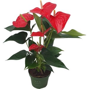 Plant in a Box - Flamingoplant - Rood - Hoogte 35-45 cm - Pot 12cm