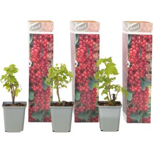 Aalbes - Set van 3 - Ribes rubrum - Hoogte 25-40cm -⌀9cm