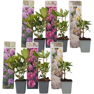 Rhododendrons - Set van 6 - Rhododendron catawbiense - Hoogte 25-40cm -⌀9cm