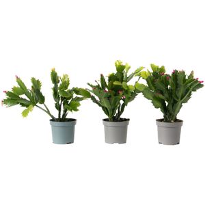 Kerstcactussen - Set van 3 - Schlumbergera'Tricolor'- Hoogte 15-25cm -⌀9cm