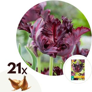 Tulipa Black Parrot - Bloembollen - Set van 21 - parkiettulp - paars