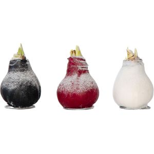 Plant in a Box - Amaryllis - Hippeastrum 'Wax Snow Mix' - Bloembol - Rode bloemen