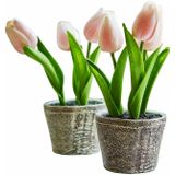 Siertulpen set van 2 Zéphine