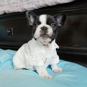 Franse Bulldog Hond Shirt Lente Zomer Kleding Voor Kleine Middelgrote Honden Jas Vest Chihuahua Corgi Teddy Pug ZLC12