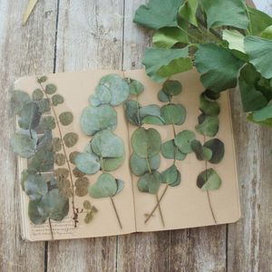 6Pcs Big Size Natuurlijke Groene Eucalyptus Bladeren Stijl Pvc Transparante Sticker Scrapbooking Diy Decoratie Tag