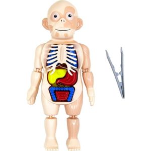 Halloween Menselijk Lichaam Anatomie Model Plastic Menselijk Orgel Montage Speelgoed Diy Wetenschap Educatief Speelgoed Voor Kinderen Kids