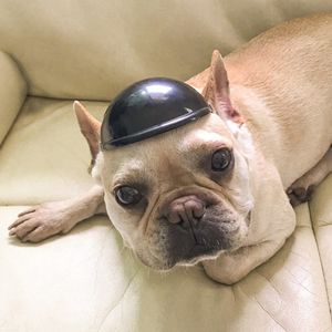 Fiets Mode Hond Helm Voor Motorfiets Pet Accessoires Zon Regen Bescherming Verstelbare Riem Sport Kat Cool Pc