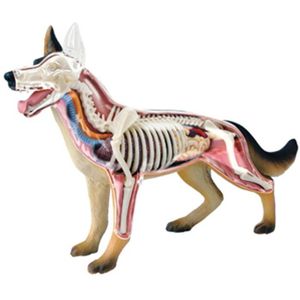 Hond Canine Orgel Anatomisch Model 4D Master Puzzel Montage Speelgoed Modellen Voor Medische Onderwijs